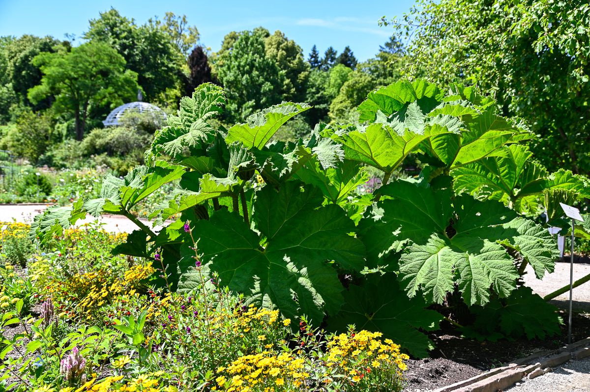 Färber Mammutblatt Gunnera tinctoria günstig kaufen