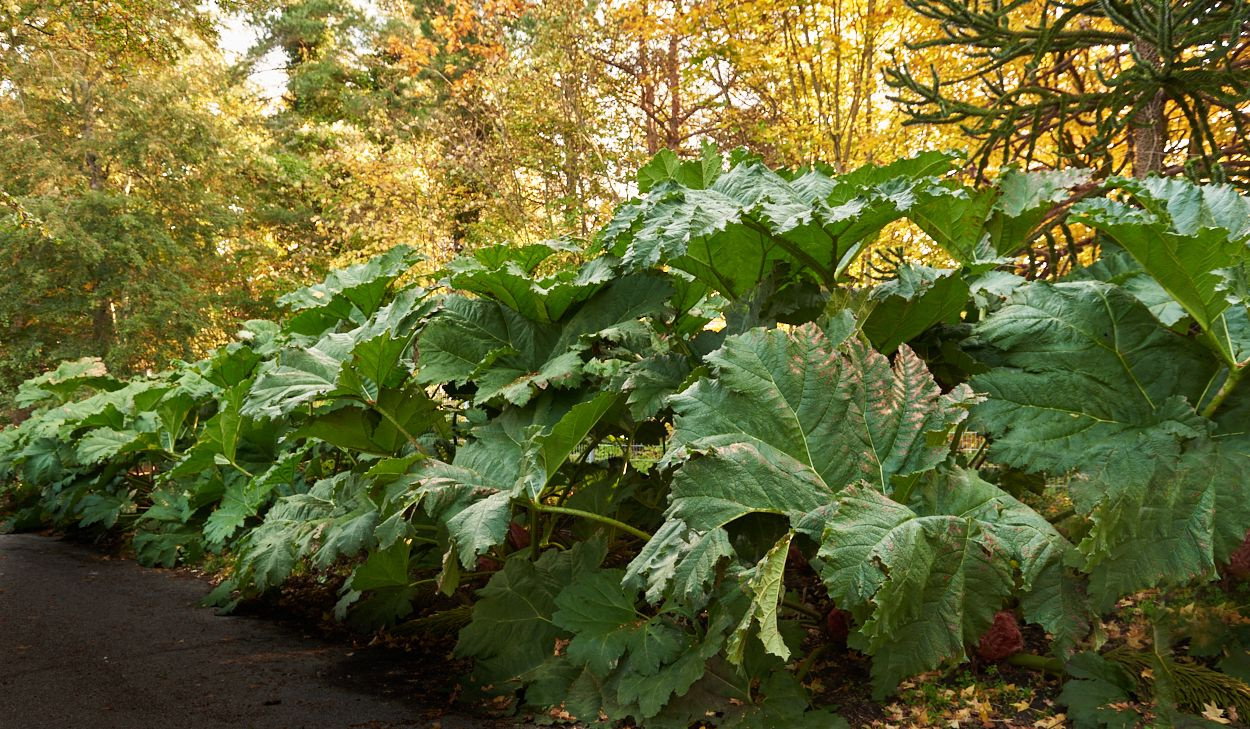 Färber Mammutblatt Gunnera tinctoria günstig kaufen