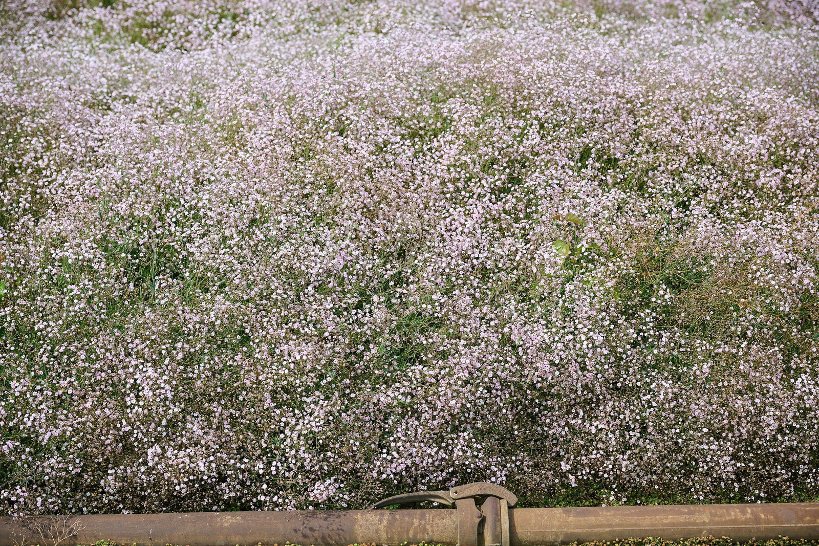 Schleierkraut Rosenschleier - Gypsophila repens Rosenschleier gnstig kaufen