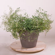 liguster im garten Ligustrum ovalifolium 30–50 cm – Ovalblättriger Liguster Heckenpflanze –  Blumen-Senf® main image 1