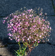 Schleierkraut Rosenschleier - Gypsophila repens Rosenschleier gnstig kaufen