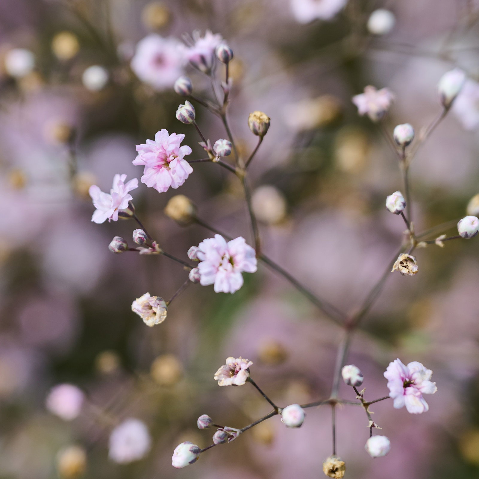 Schleierkraut Rosenschleier - Gypsophila repens Rosenschleier gnstig kaufen