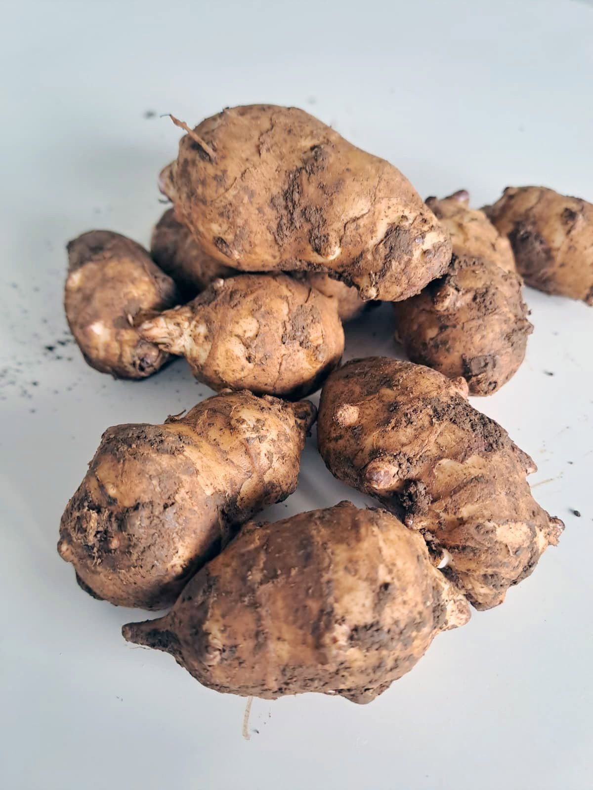 Topinambur - Helianthus tuberosus gnstig kaufen