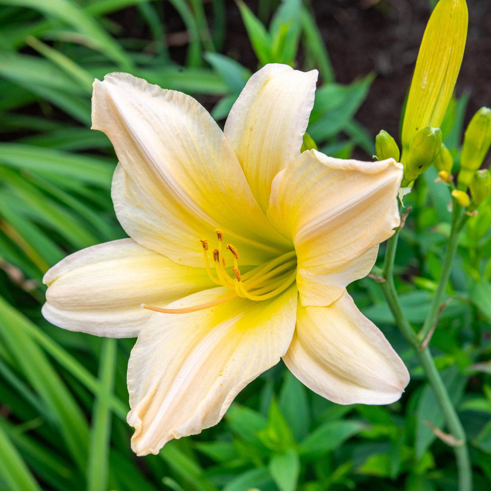 Taglilie Satin Glass - Hemerocallis cultorum Satin Glass gnstig kaufen