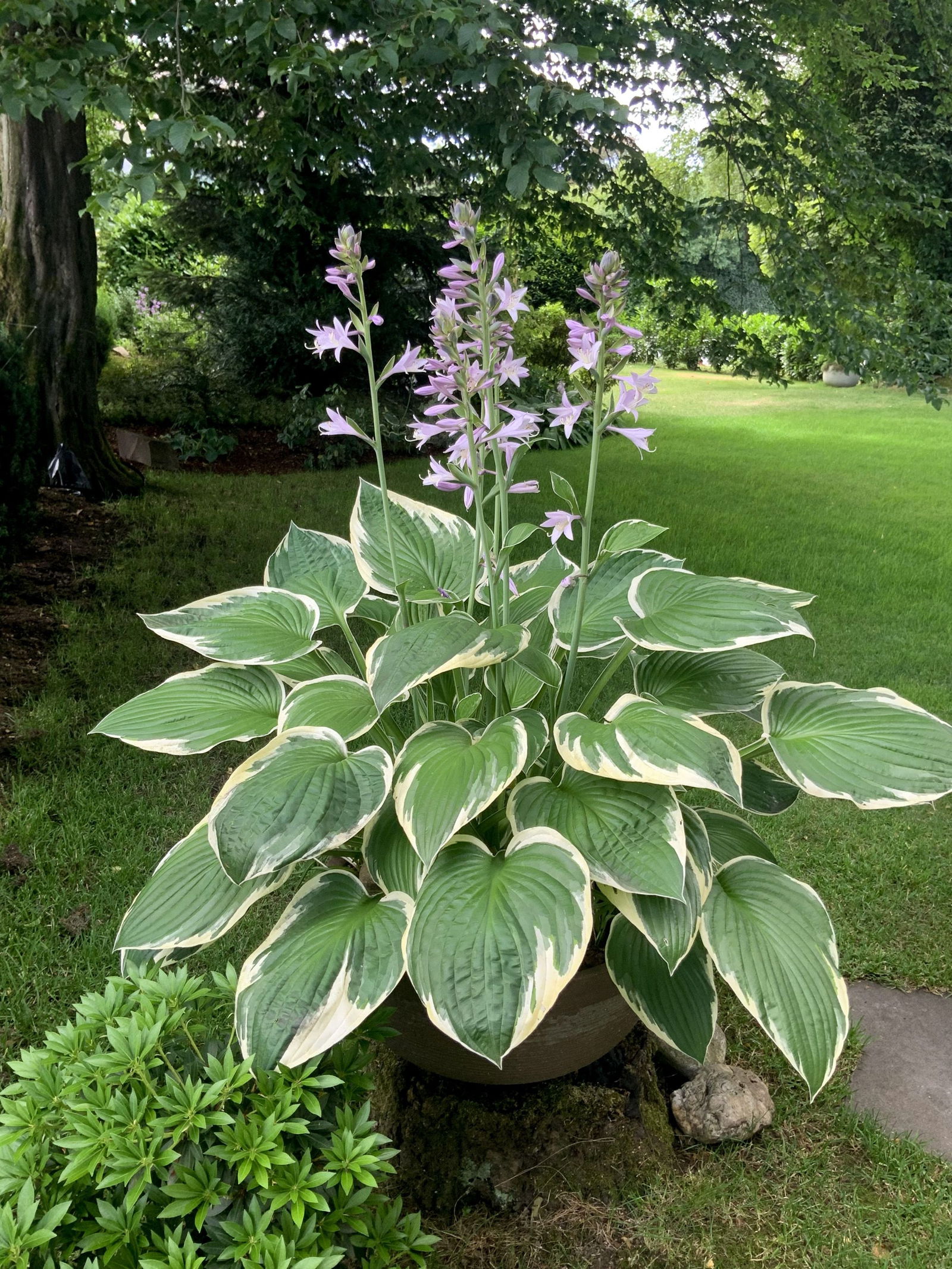 GartenFunkie Hosta, Weißrandfunkie günstig kaufen