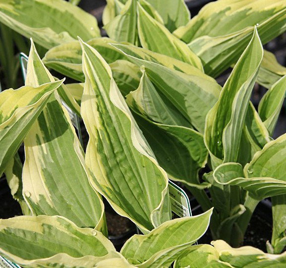 monstera monkey leaf standort Monstera Monkey Leaf – Fensterblatt main image 0
