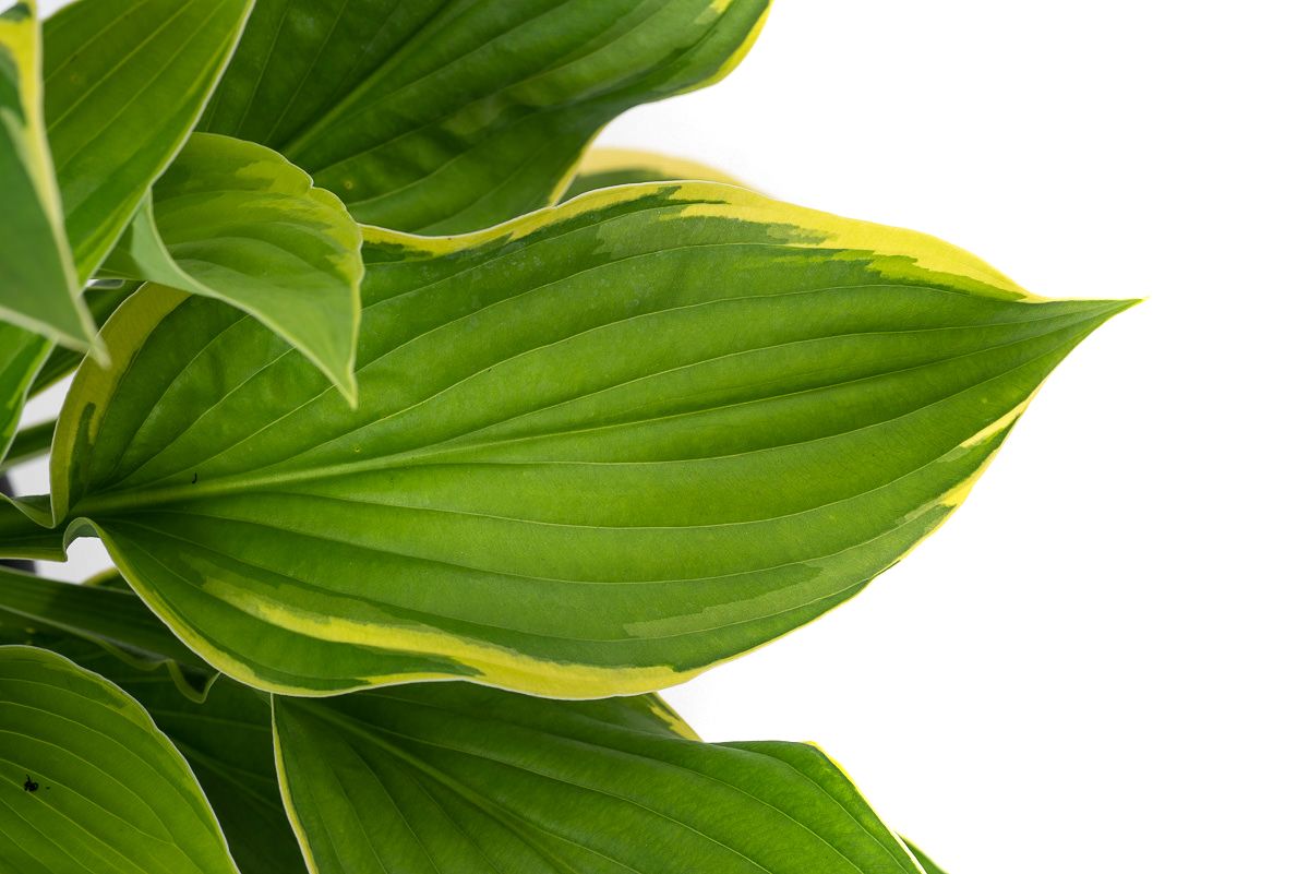 philodendron aus samen ziehen Monstera deliciosa Samen kaufen (geprüfte Keimquote) – Pflanzpaket main image 0