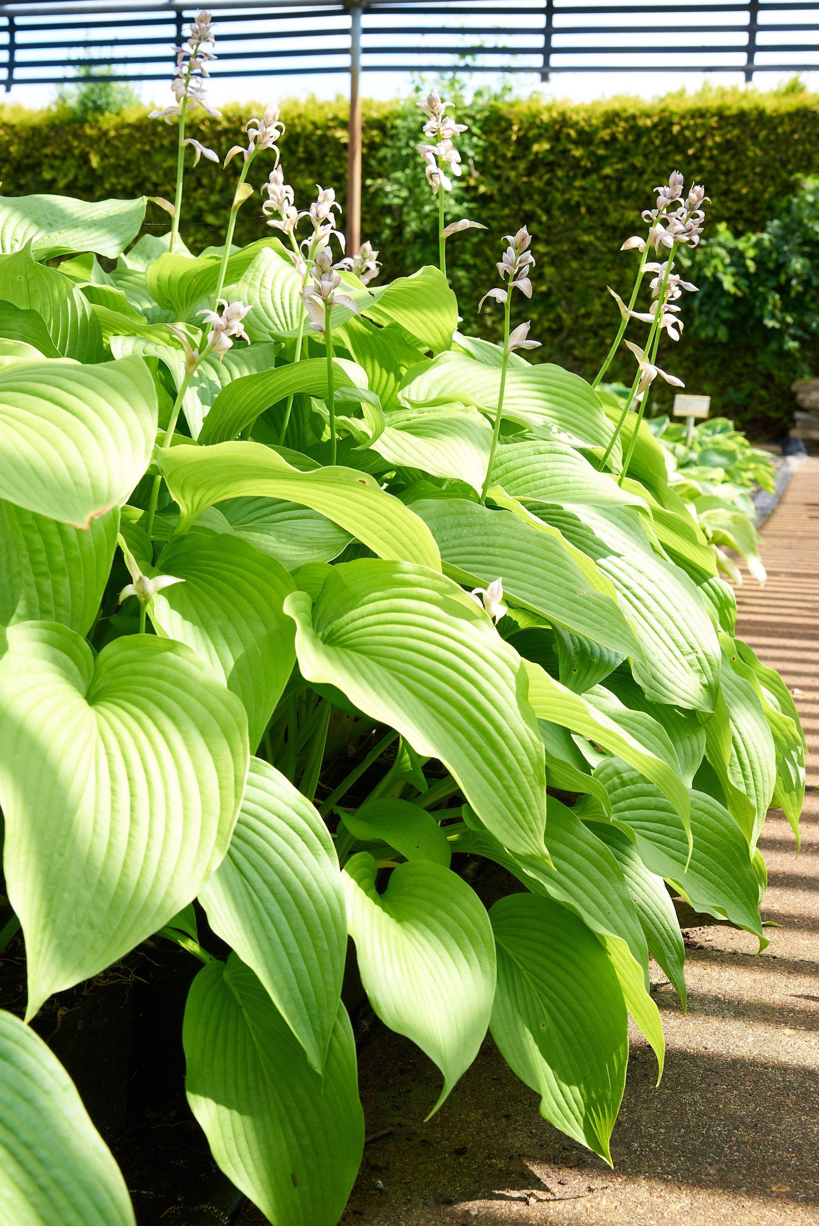 Groblttrige Funkie Green Acres - Hosta montana macrophylla Green Acres  gnstig kaufen