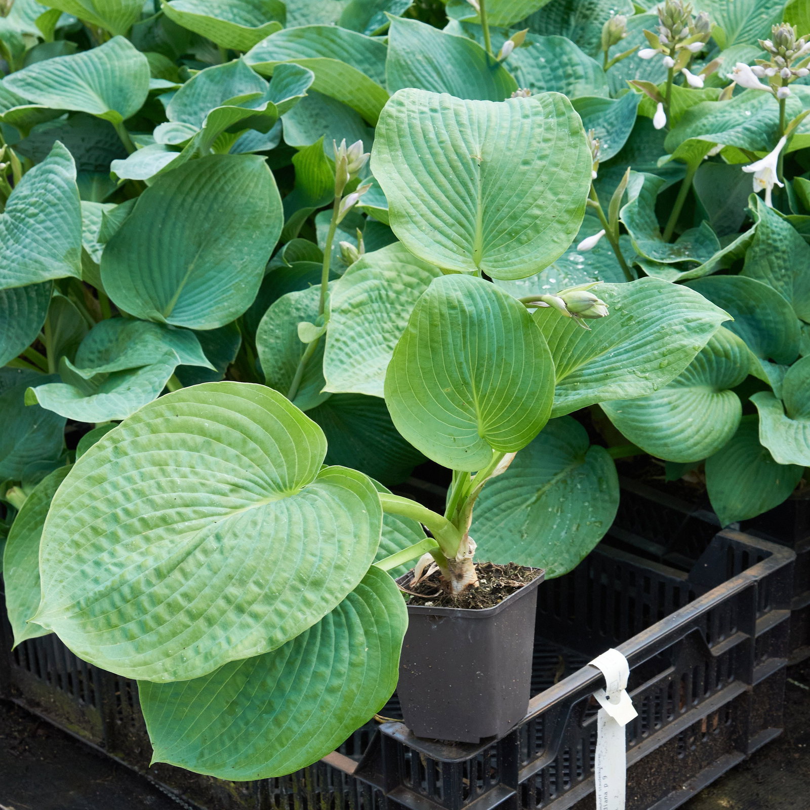 Siebolds Funkie - Hosta sieboldiana gnstig kaufen