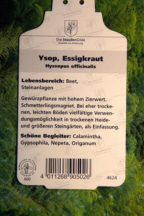 Rosablühender Ysop Roseus Hyssopus officinalis Roseus günstig kaufen