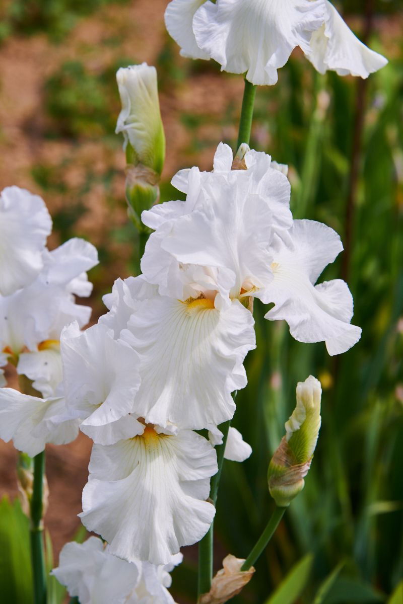 Hohe Bartiris Dusky Challenger Iris barbata elatior Dusky Challenger