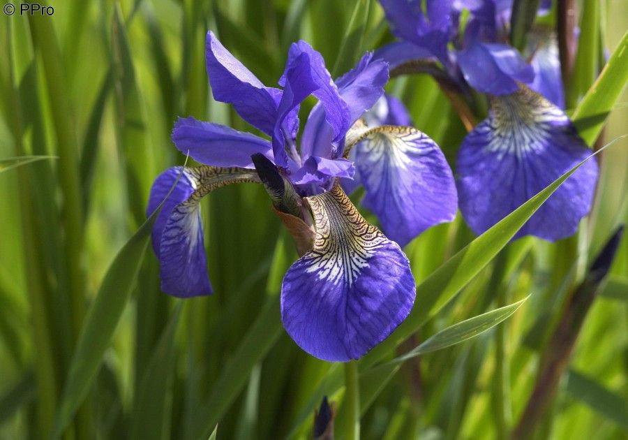 Bartlose WiesenSchwertlilie Iris sibirica günstig kaufen