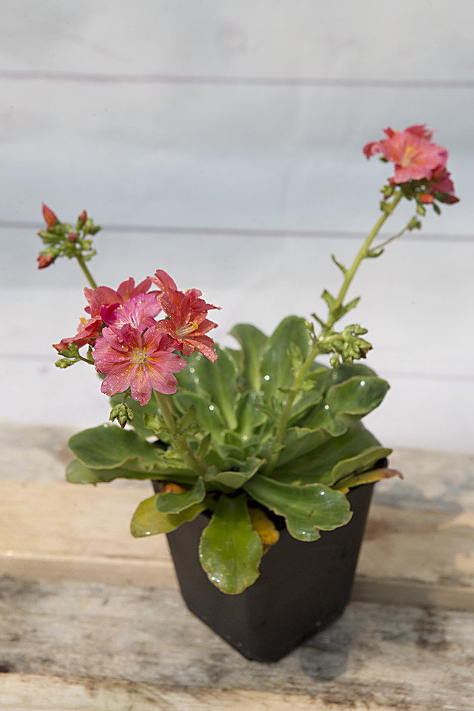 Bitterwurz - Lewisia cotyledon gnstig kaufen