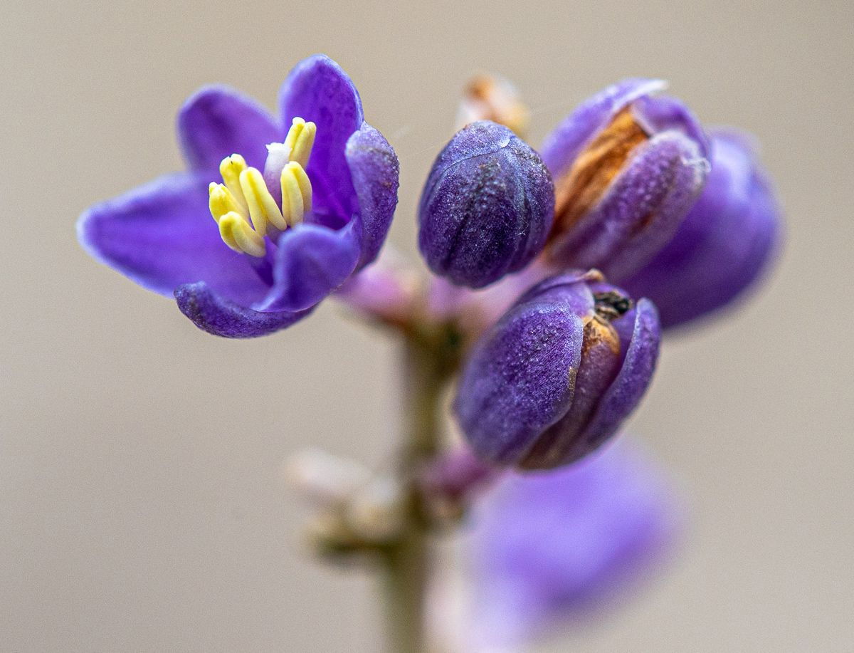 Lilientraube Liriope muscari günstig kaufen
