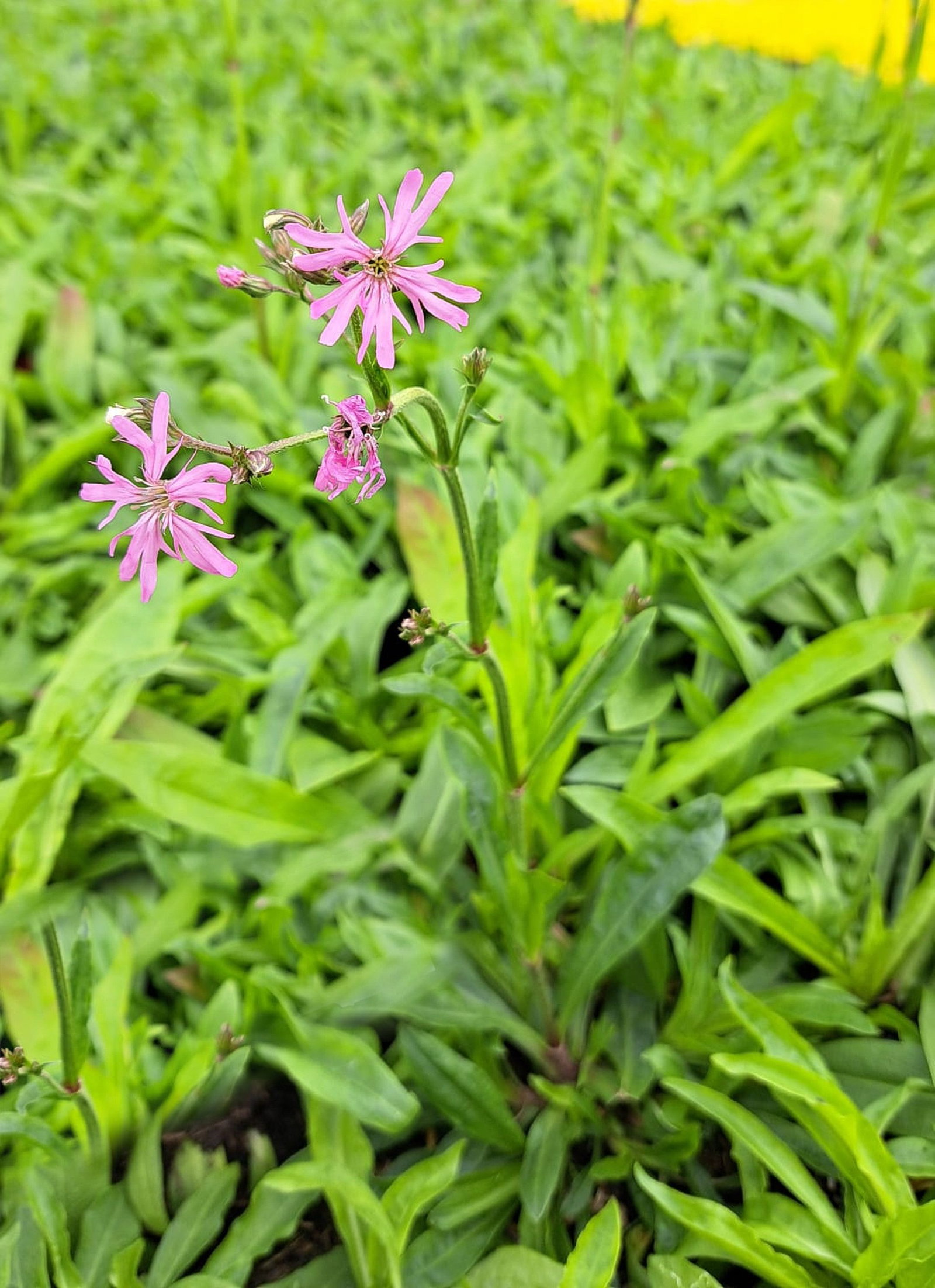 kuckucks-lichtnelke-lychnis-flos-cuculi-g-nstig-kaufen