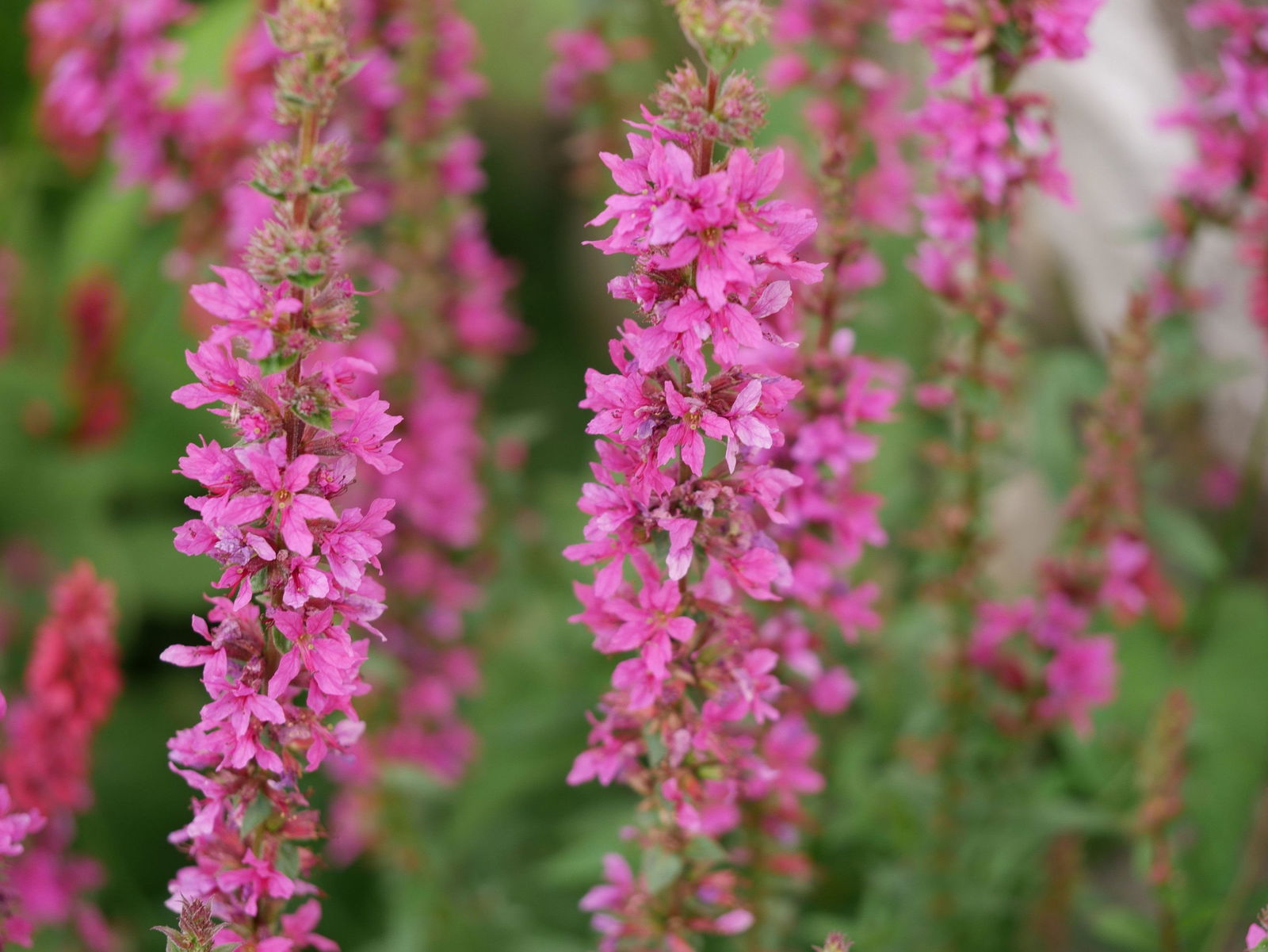 BlutWeiderich Zigeunerblut Lythrum salicaria Zigeunerblut günstig kaufen