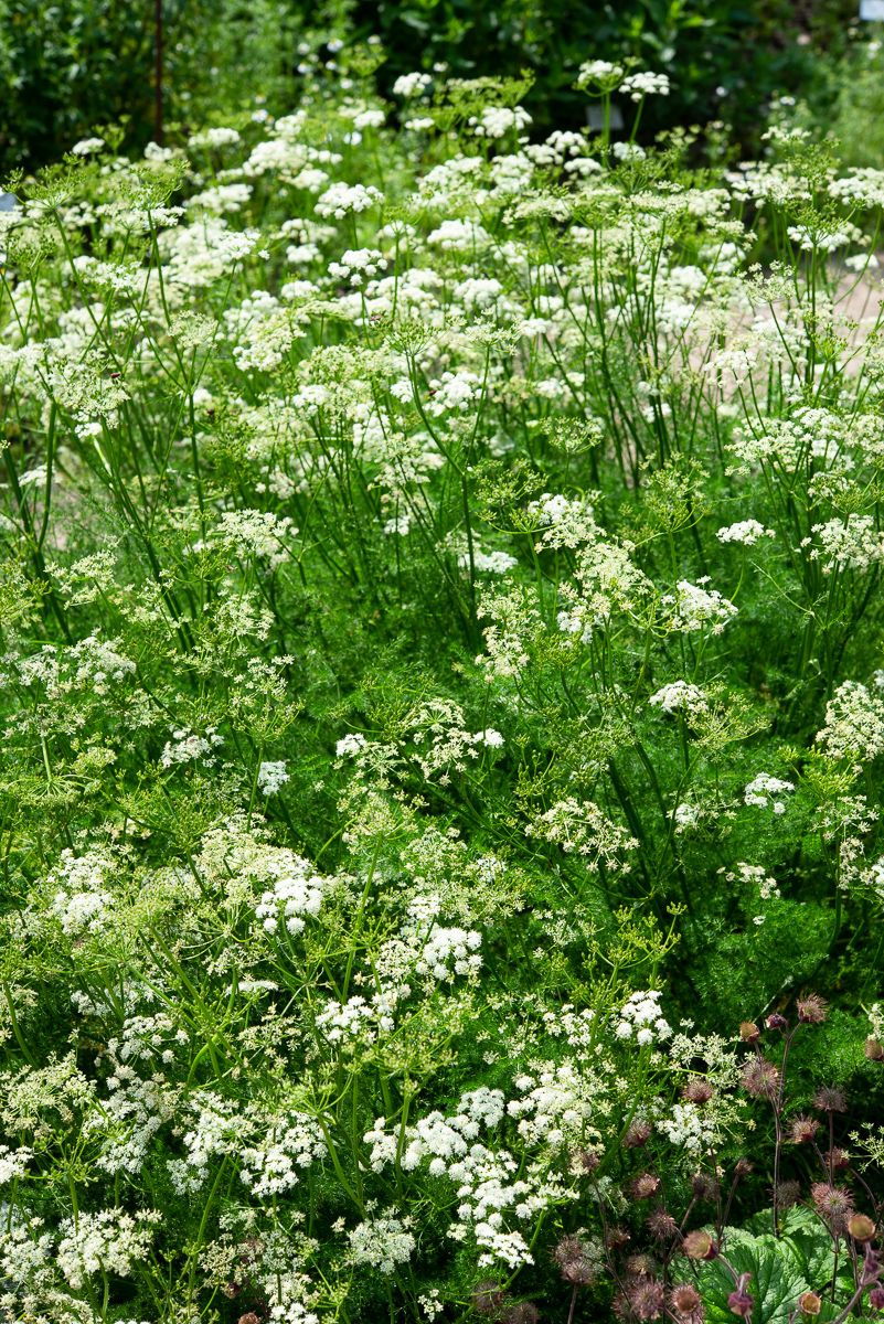 Gewöhnliche Bärwurz Meum athamanticum günstig kaufen