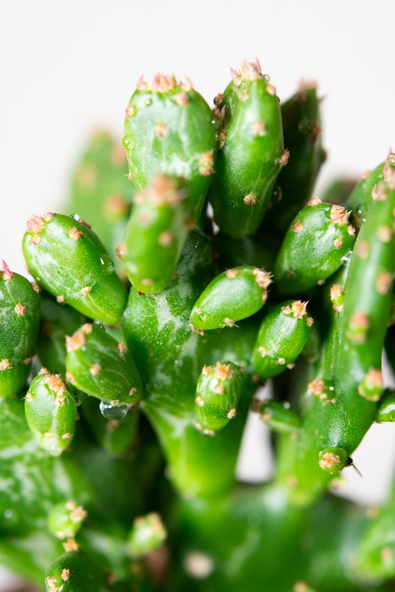 Feigenkaktus Opuntia i.S. günstig kaufen