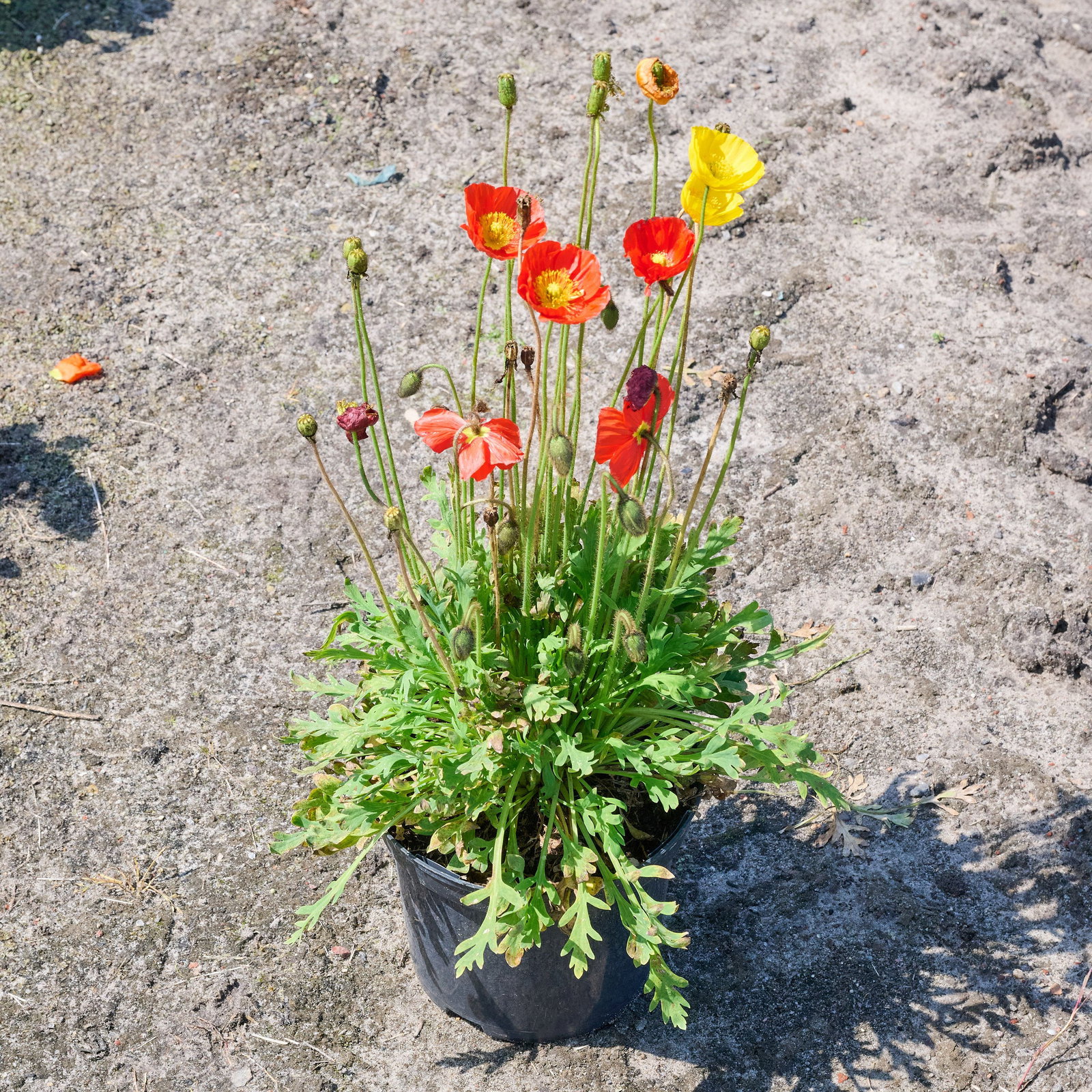 dnger npk 1-2-3 Dennerle Plant Care NPK