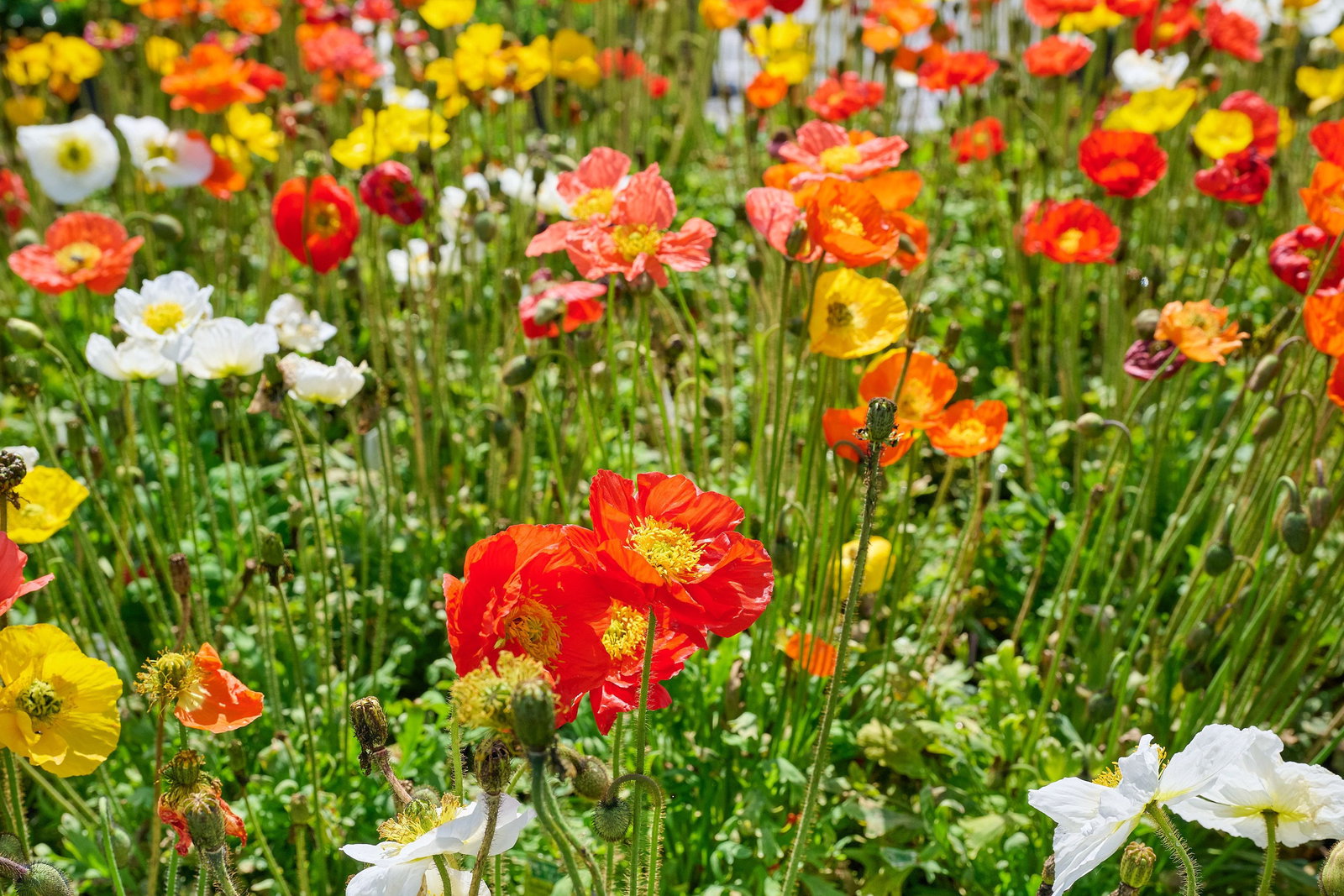 Island-Mohn - Papaver nudicaule gnstig kaufen