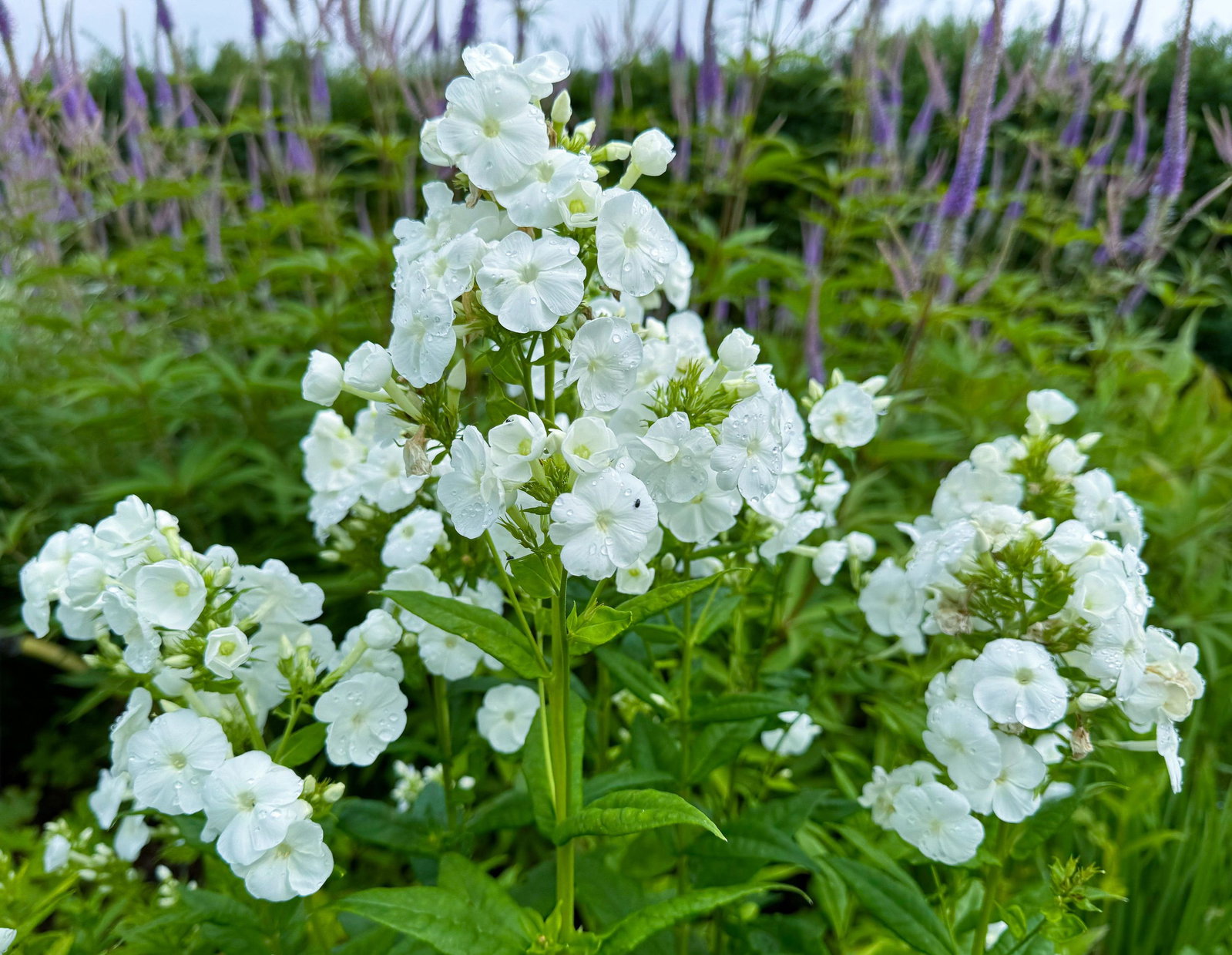 Hohe Garten-Flammenblume - Phlox paniculata David gnstig kaufen