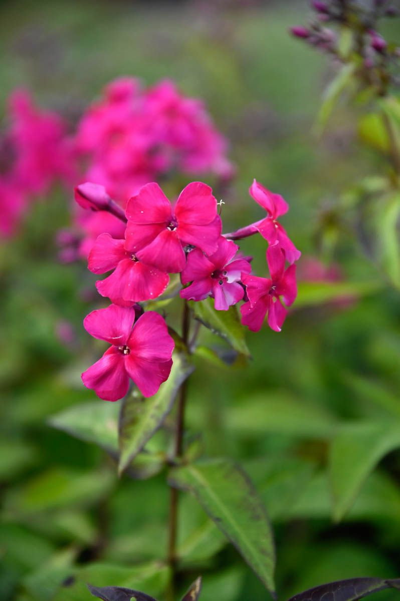 Flammenblume Kirchenfrst - Phlox paniculata Kirchenfrst gnstig kaufen