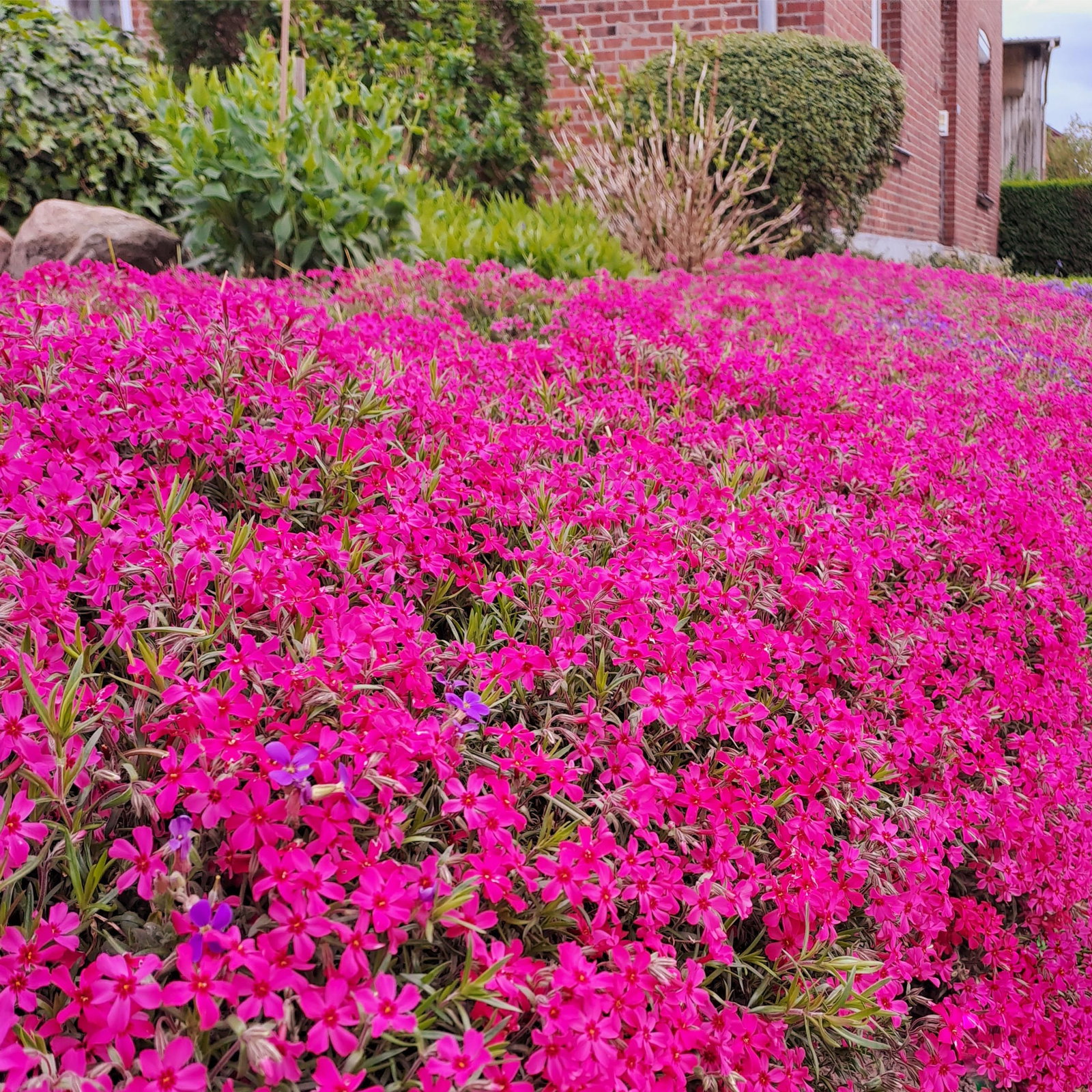 Teppich Phlox rot - Phlox subulata rot gnstig kaufen