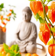 Lampionblume - Physalis alkekengi franchetii gnstig kaufen