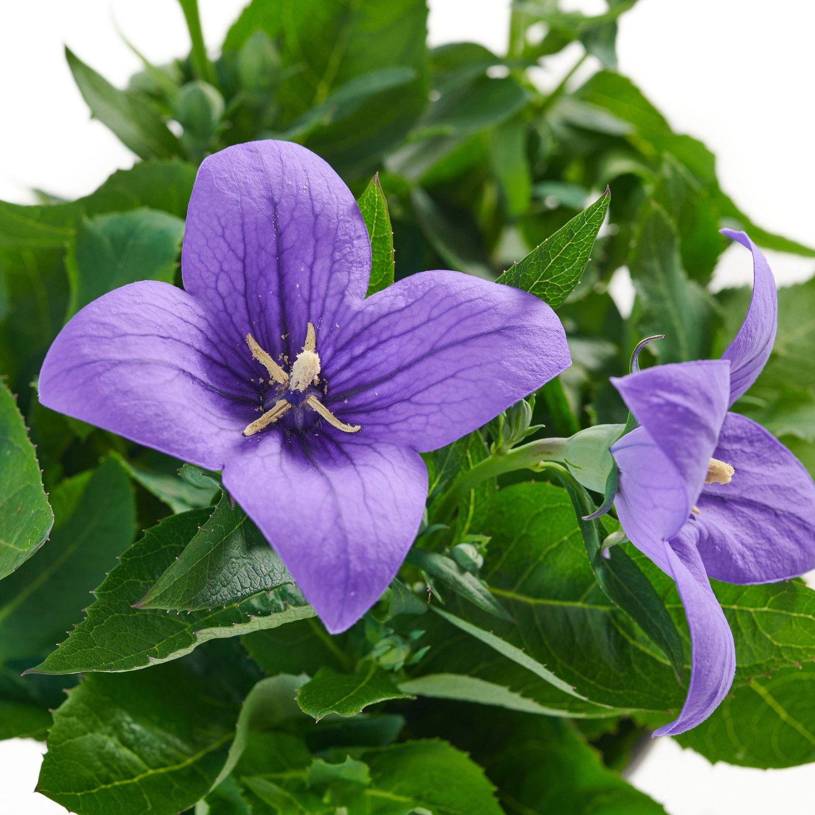Ballonblume - Platycodon grandiflorus gnstig kaufen
