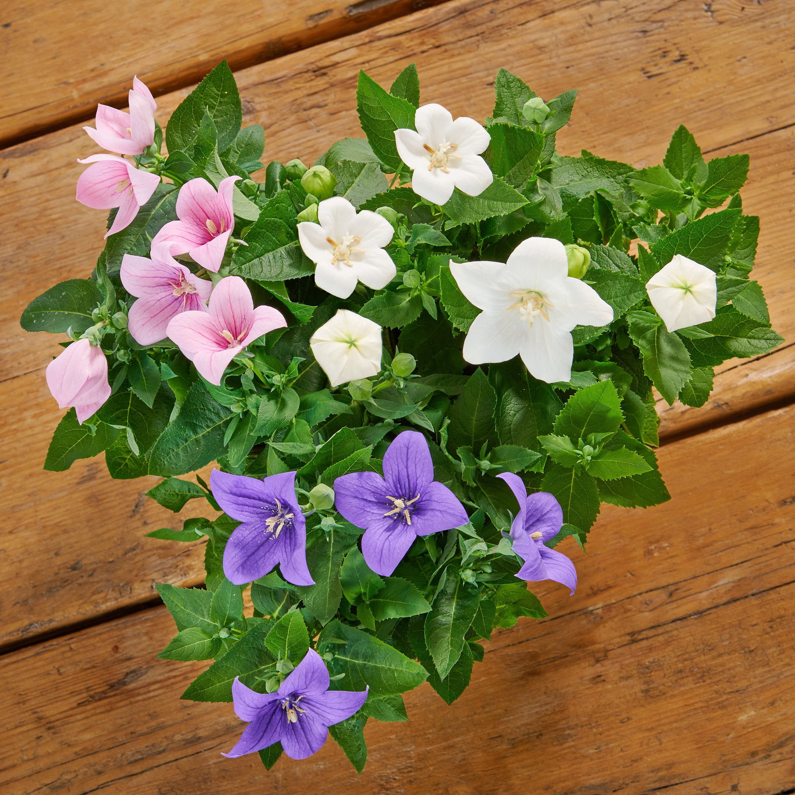 Ballonblume - Platycodon grandiflorus gnstig kaufen