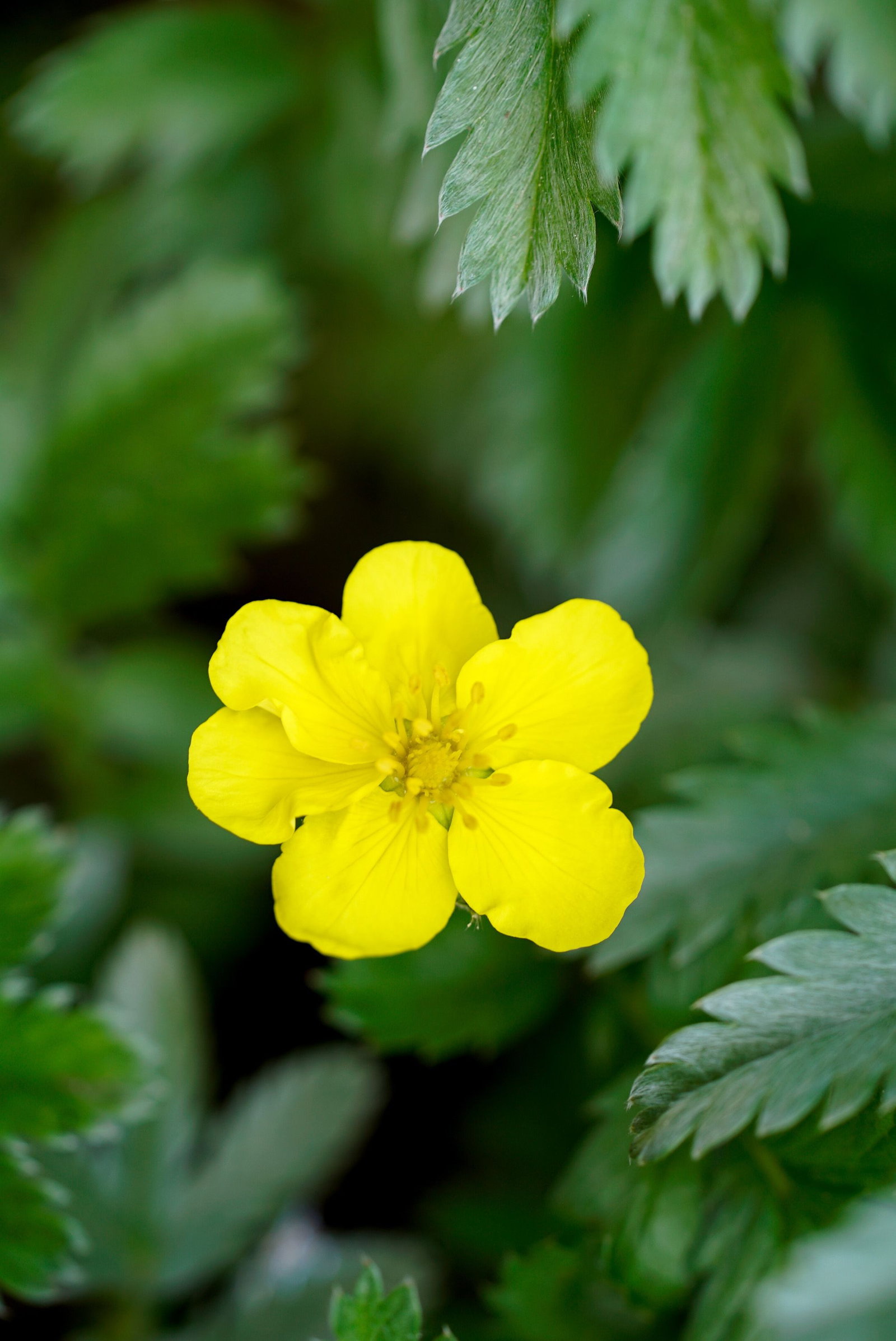 Gnse Fingerkraut - Potentilla anserina gnstig kaufen