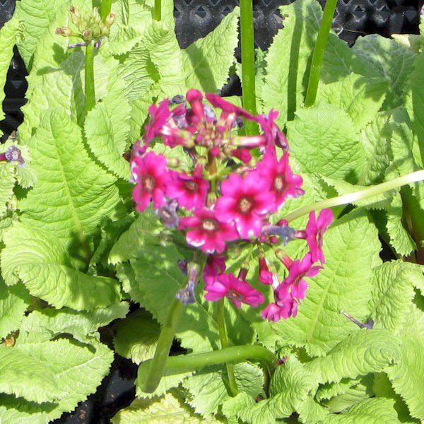 Etagen Schlüsselblume Millers Crimson Primula japonica Millers