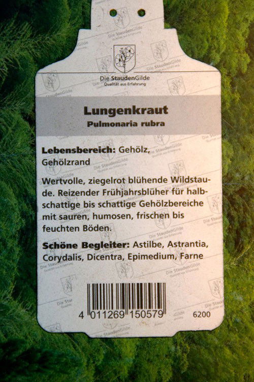 Rotblühendes Lungenkraut Pulmonaria rubra günstig kaufen