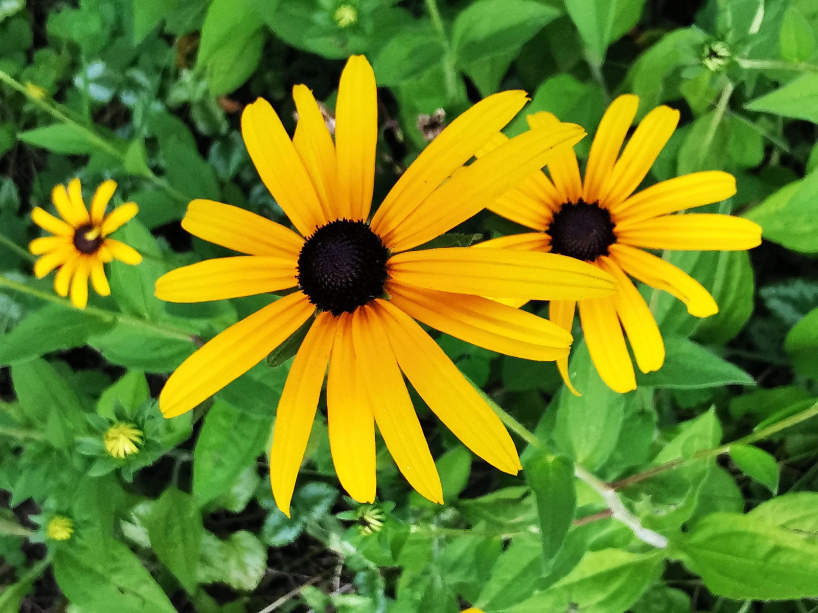 Deams Sonnenhut - Rudbeckia fulgida var. deamii gnstig kaufen