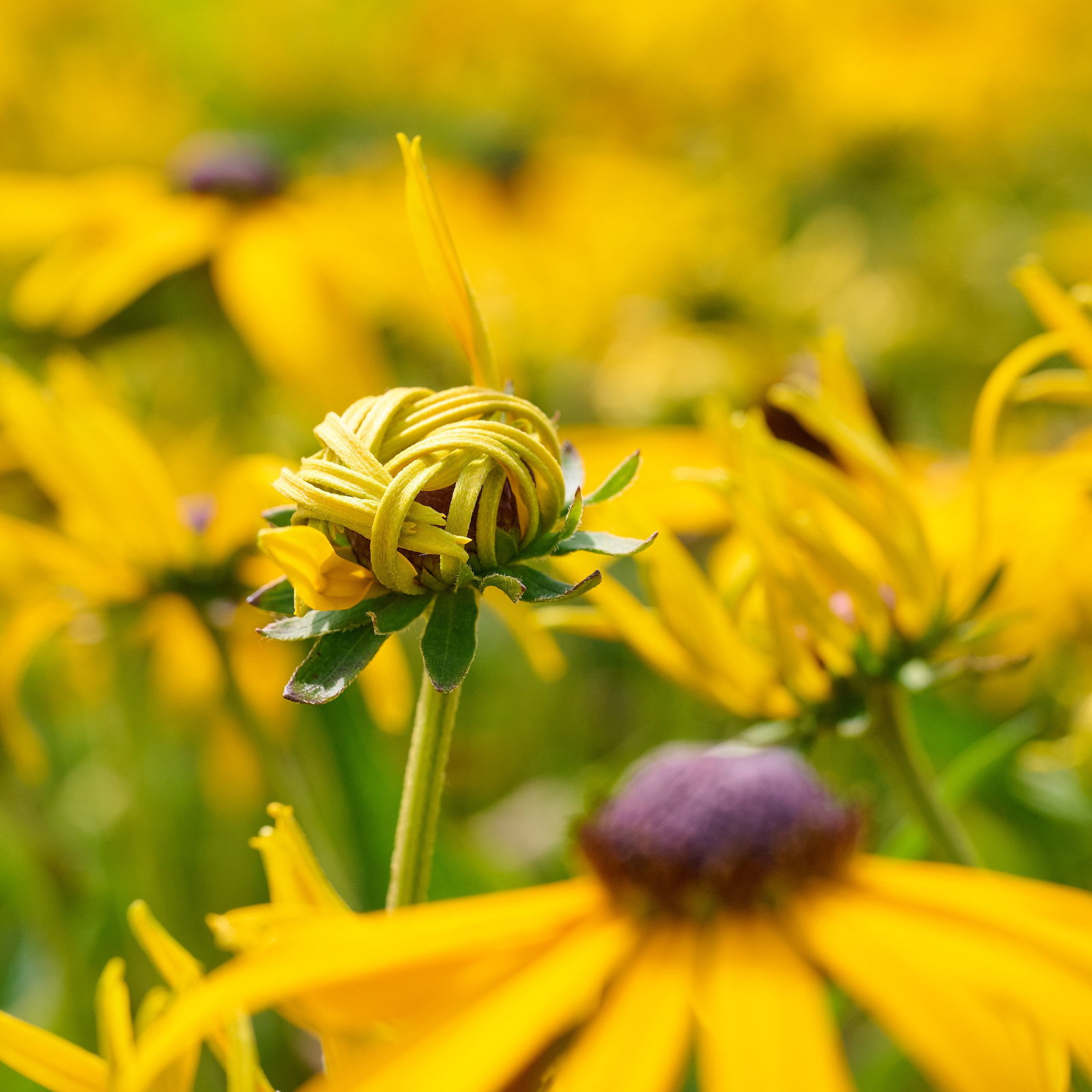 Sonnenhut Goldsturm - Rudbeckia fulgida sullivantii Goldsturm gnstig kaufen