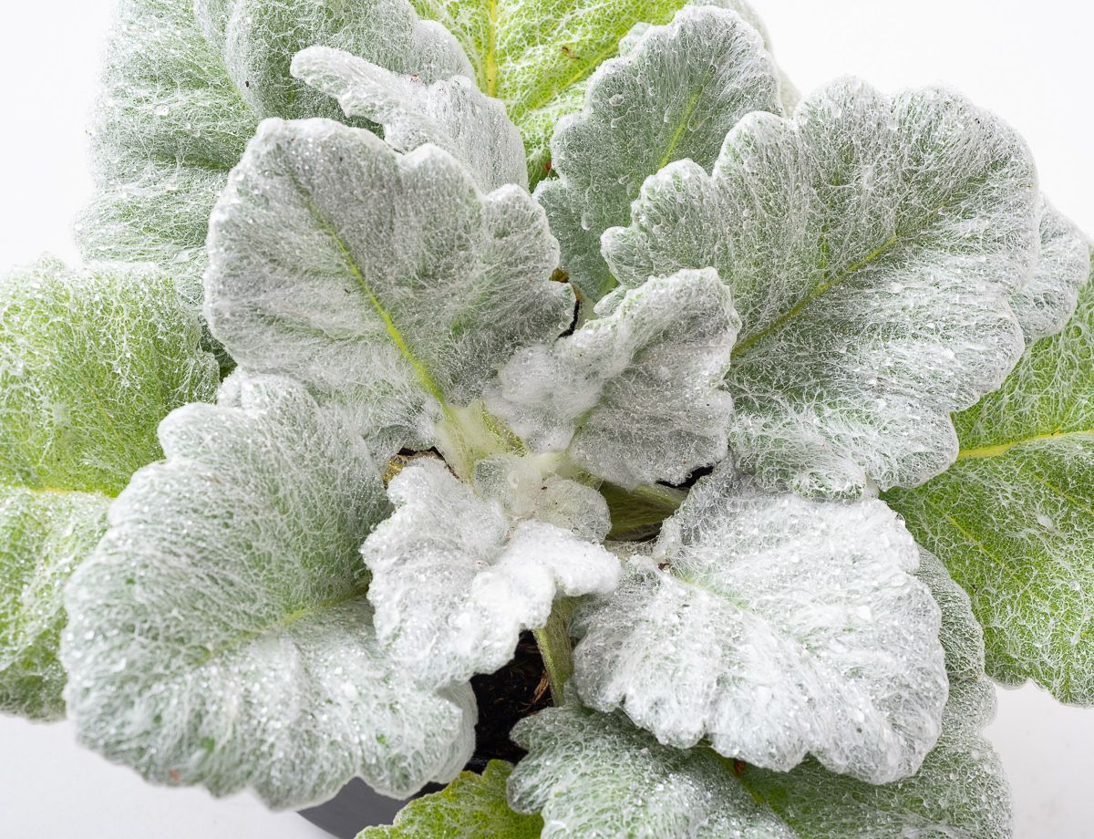 Silberblatt Salbei Salvia argentea günstig kaufen