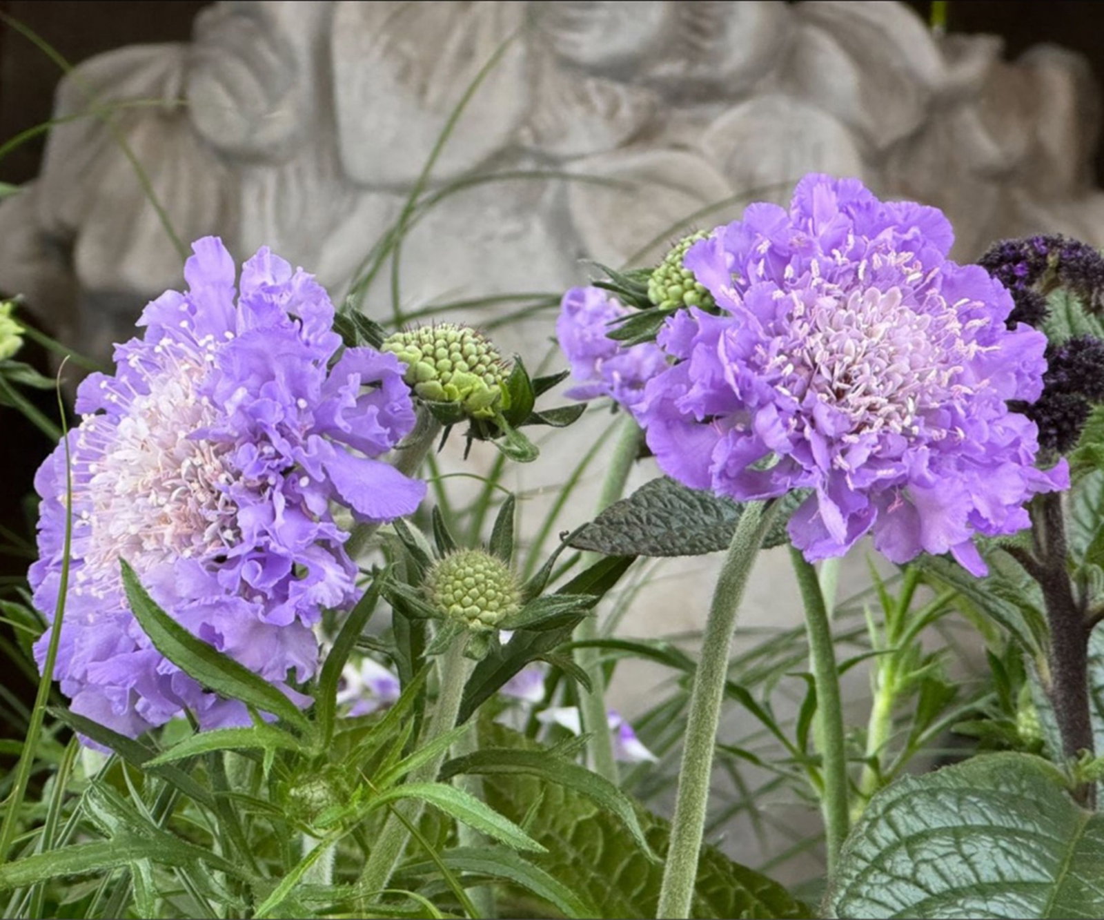 rhododendren mit kaffeesatz dngen Rhododendron Dnger - Mineralischer NPK Flssigdnger mit Stickstoff