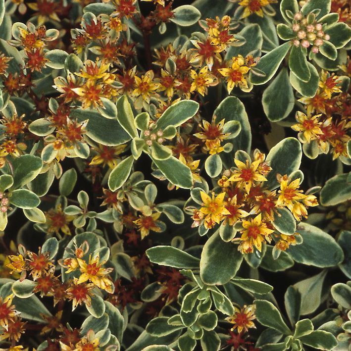 Buntlaubiges Fettblatt Variegatum - Sedum kamtschaticum Variegatum ...