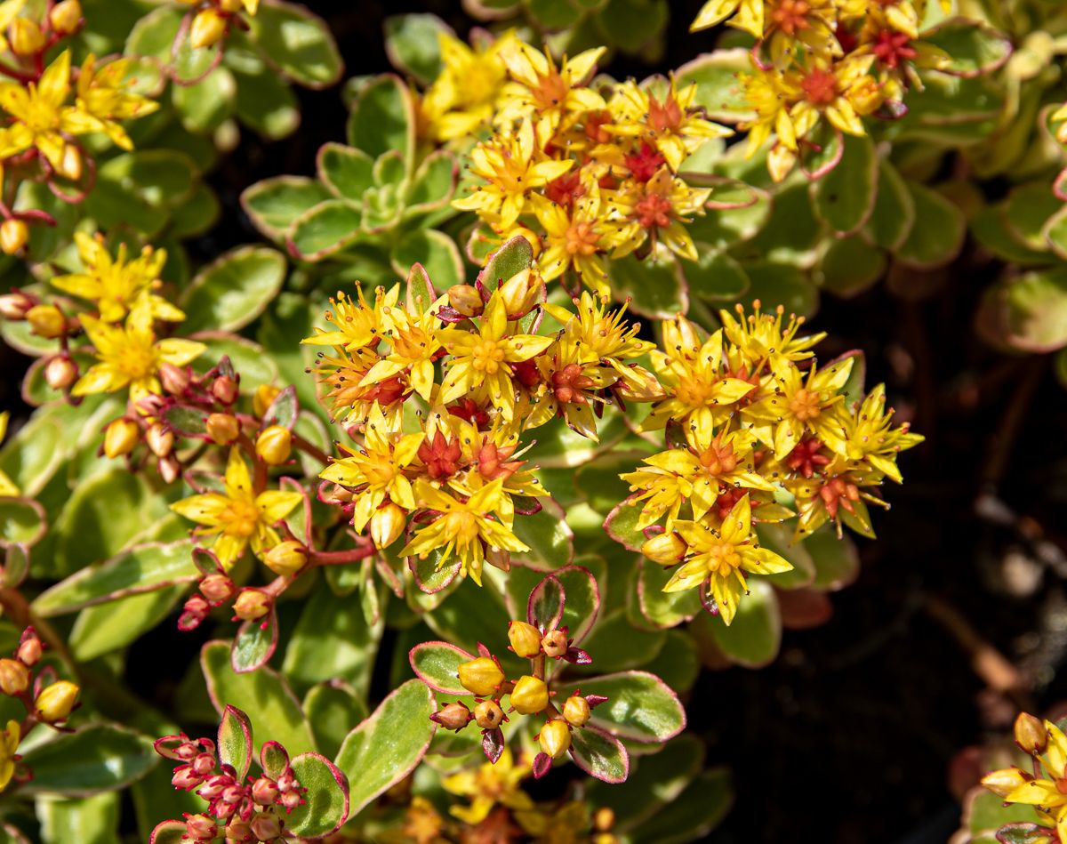 Buntlaubiges Fettblatt Variegatum - Sedum kamtschaticum Variegatum ...