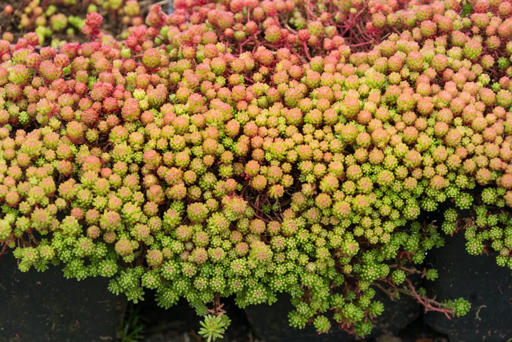 Türkischer Mauerpfeffer - Sedum lydium günstig kaufen