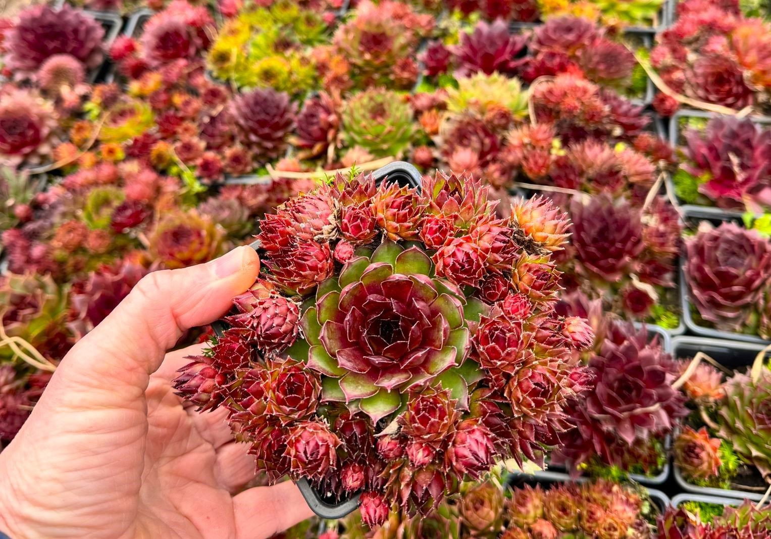Hauswurz Hey Hey - Sempervivum cultorum Hey Hey gnstig kaufen