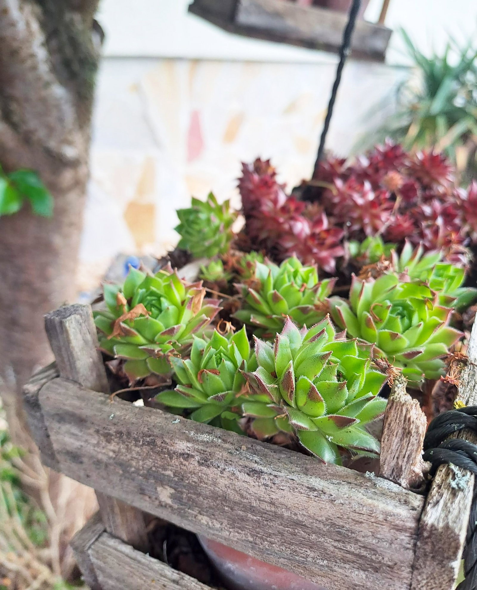 Gewhnliche Dachwurz - Sempervivum tectorum gnstig kaufen