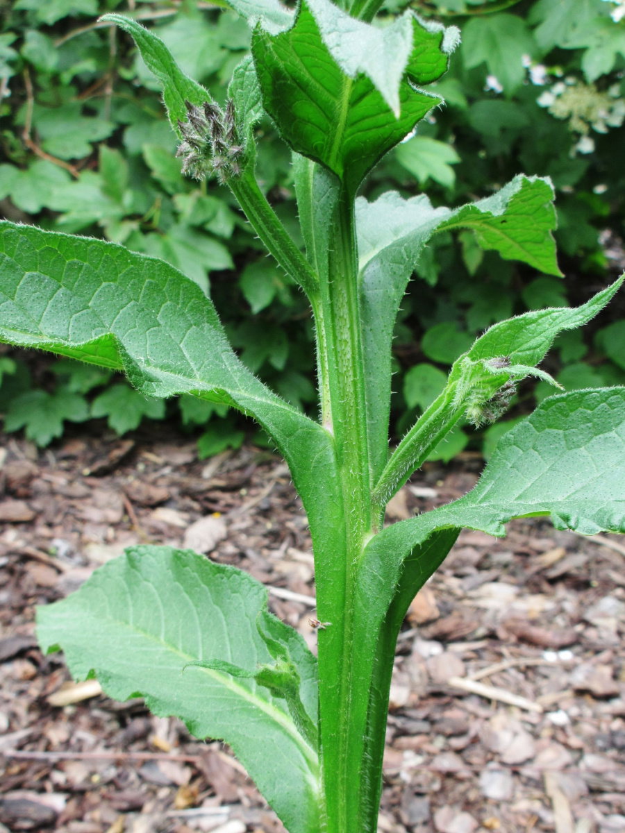 Echter Beinwell - Symphytum officinale gnstig kaufen