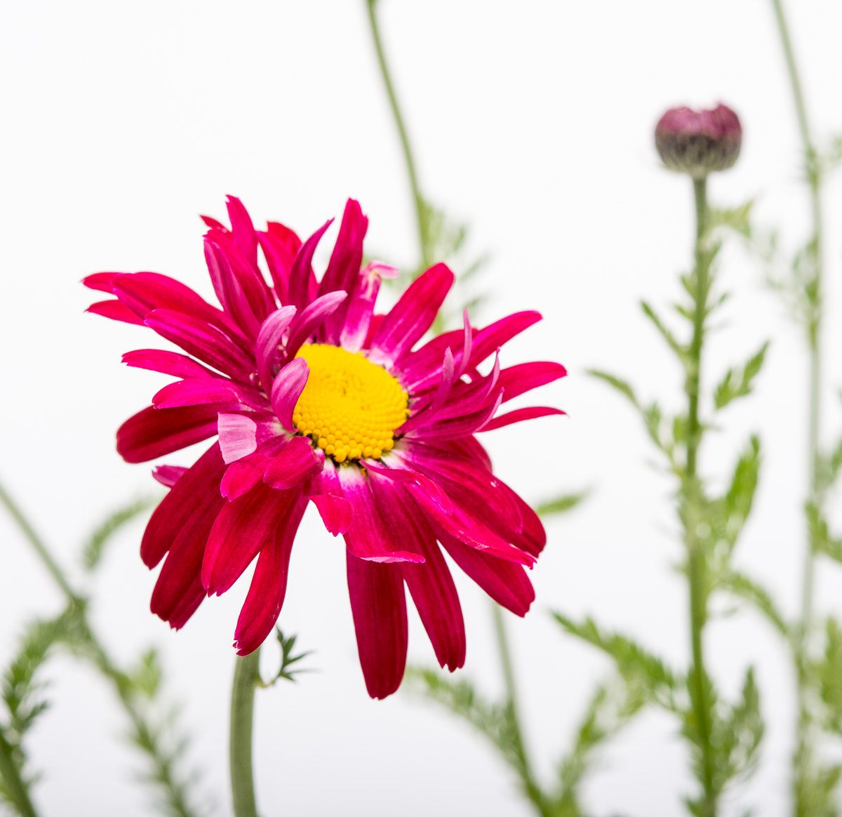 Margerite Robinsons Rot - Tanacetum coccineum Robinsons Rot günstig kaufen