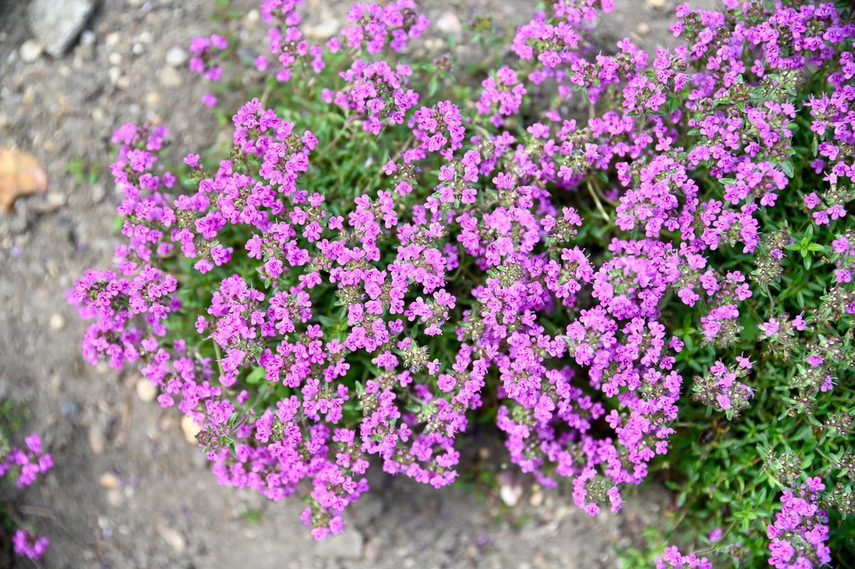 Thymian Purple Beauty Thymus praecox Purple Beauty günstig kaufen