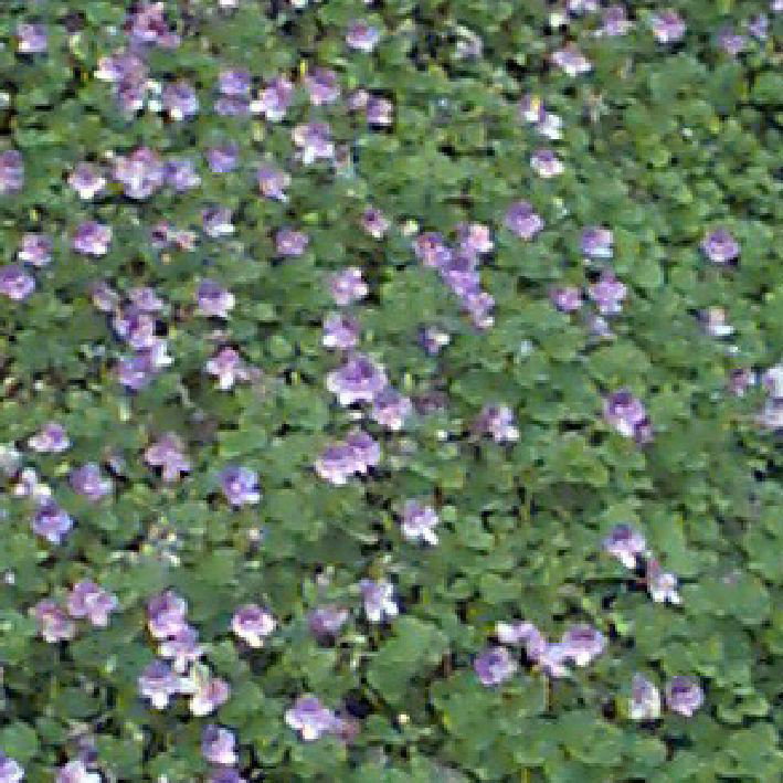 Kriechender Ehrenpreis - Veronica repens gnstig kaufen