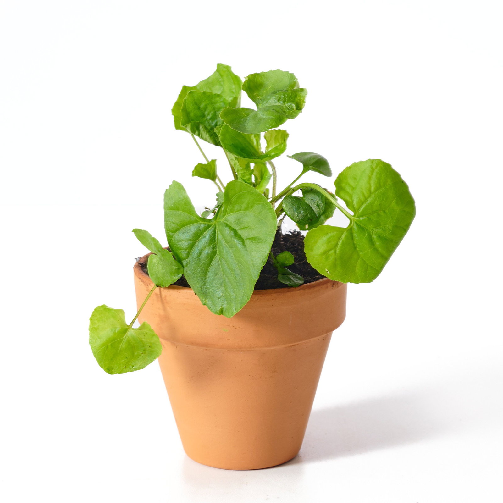 Pfingst Veilchen Albiflora - Viola sororia Albiflora gnstig kaufen