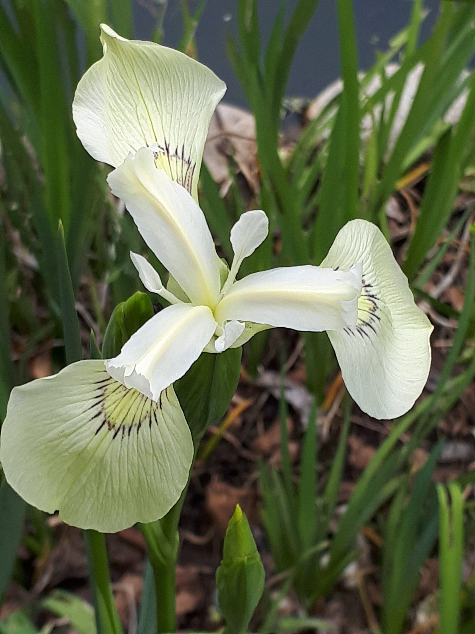 Sumpf-Schwertlilie Alba - Iris pseudacorus Alba gnstig kaufen