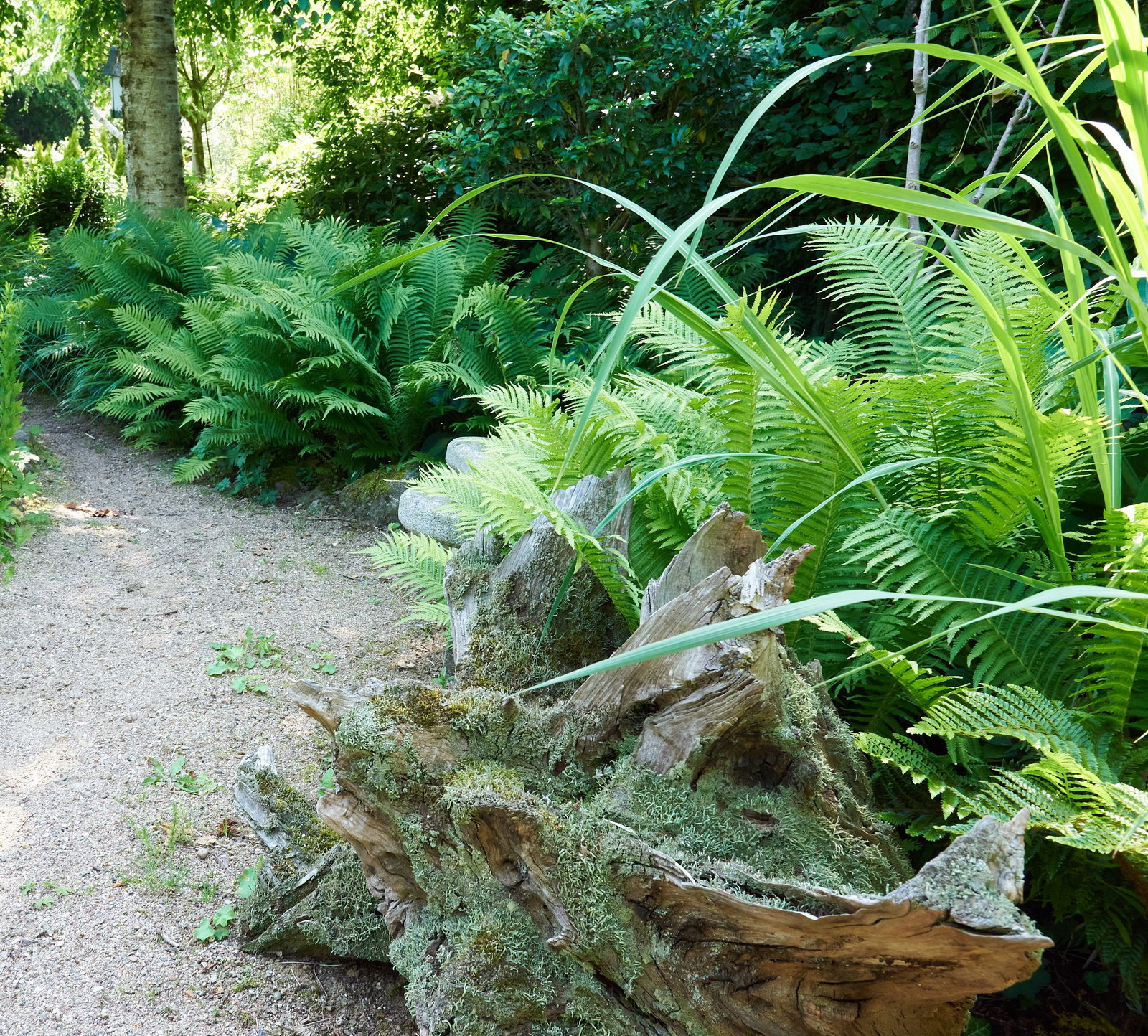 fagus syl dawyck purple Fagus sylvatica 'Dawyck Purple'