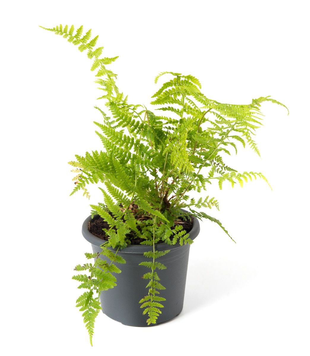 Rotstieliger Frauenfarn Rotstiel - Athyrium filix femina Rotstiel gnstig  kaufen